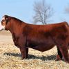 Dark Brown Simmental Cattle Diamond Painting