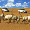 Dubai Desert Oryx Animals Diamond Painting