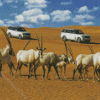 Dubai Desert Oryx Animals Diamond Painting