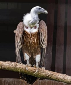 Himalayan Vulture Diamond Painting