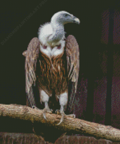 Himalayan Vulture Diamond Painting