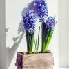 Hyacinth In Plant Pot Diamond Painting