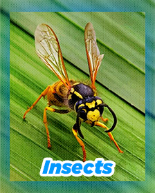 Insects