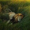 Lion In The Grass Diamond Painting