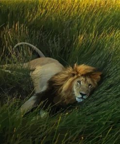 Lion In The Grass Diamond Painting