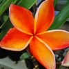 Orange Plumeria Flowering Plant Diamond Painting