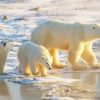 Polar Bears Mother With Cubs Diamond Painting