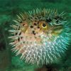 Puffer Fish Underwater Diamond Paintings