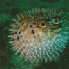 Puffer Fish Underwater Diamond Paintings