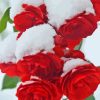 Red Roses In Snow Diamond Painting