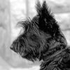 Scottish Terrier Side Profile Diamond Painting