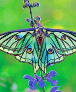 Spanish Moon Moth Switzerland Diamond Painting