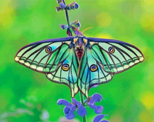 Spanish Moon Moth Switzerland Diamond Painting