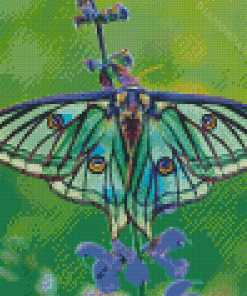 Spanish Moon Moth Switzerland Diamond Painting