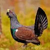 Western Capercaillie Diamond Painting