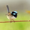 Aesthetic Fairy Wren Bird Diamond Painting