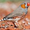 Aesthetic Zebra Finch Diamond Painting