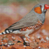 Aesthetic Zebra Finch Diamond Painting