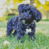 Black Yorkipoo Diamond Painting