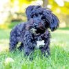 Black Yorkipoo Diamond Painting