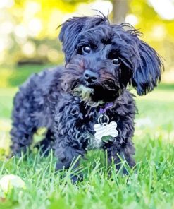 Black Yorkipoo Diamond Painting