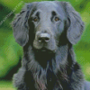 Black Golden Retriever Diamond Painting