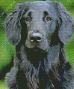 Black Golden Retriever Diamond Painting