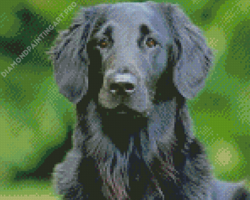 Black Golden Retriever Diamond Painting