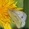 Butterfly On Yellow Dandelion Diamond Painting