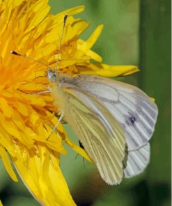 Butterfly On Yellow Dandelion Diamond Painting