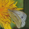 Butterfly On Yellow Dandelion Diamond Painting