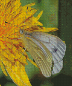 Butterfly On Yellow Dandelion Diamond Painting