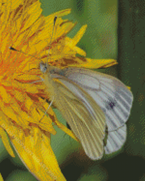 Butterfly On Yellow Dandelion Diamond Painting