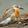 New Zealand Dotterel Diamond Painting