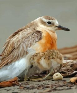 New Zealand Dotterel Diamond Painting