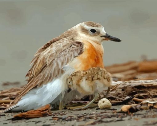 New Zealand Dotterel Diamond Painting