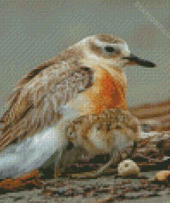 New Zealand Dotterel Diamond Painting