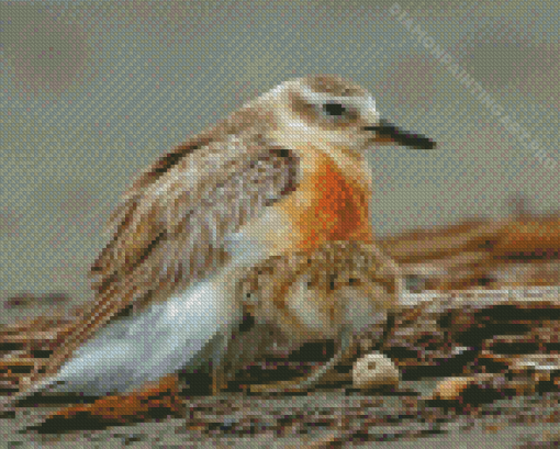 New Zealand Dotterel Diamond Painting