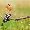 The Hoopoe Diamond Painting