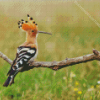 The Hoopoe Diamond Painting