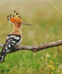 The Hoopoe Diamond Painting