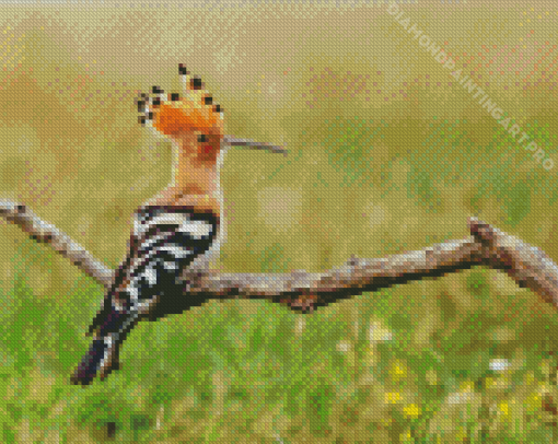 The Hoopoe Diamond Painting