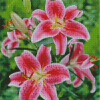 Stargazer Lily Diamond Painting