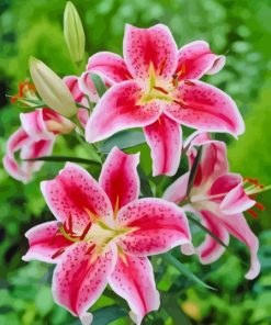 Stargazer Lily Diamond Painting