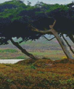 Monterey Trees Diamond Painting