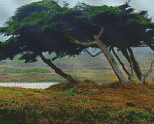 Monterey Trees Diamond Painting