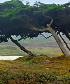 Monterey Trees Diamond Painting