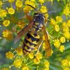 Yellowjacket On Yellow Flowers Diamond Painting