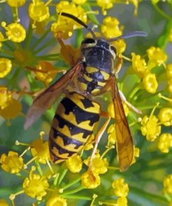 Yellowjacket On Yellow Flowers Diamond Painting