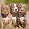 American Bully Puppies Diamond Painting